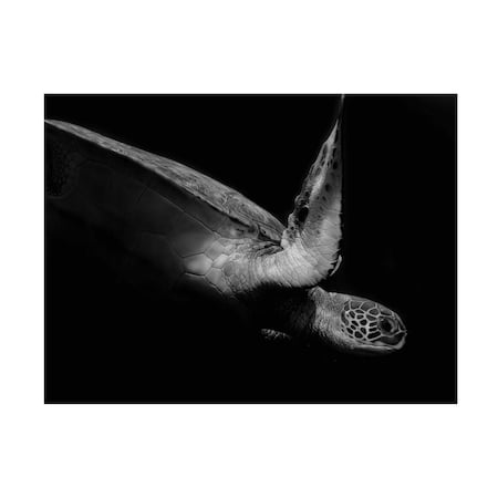 Robin Wechsler 'Portrait Of A Sea Turtle In Black And White II' Canvas Art, 14x19